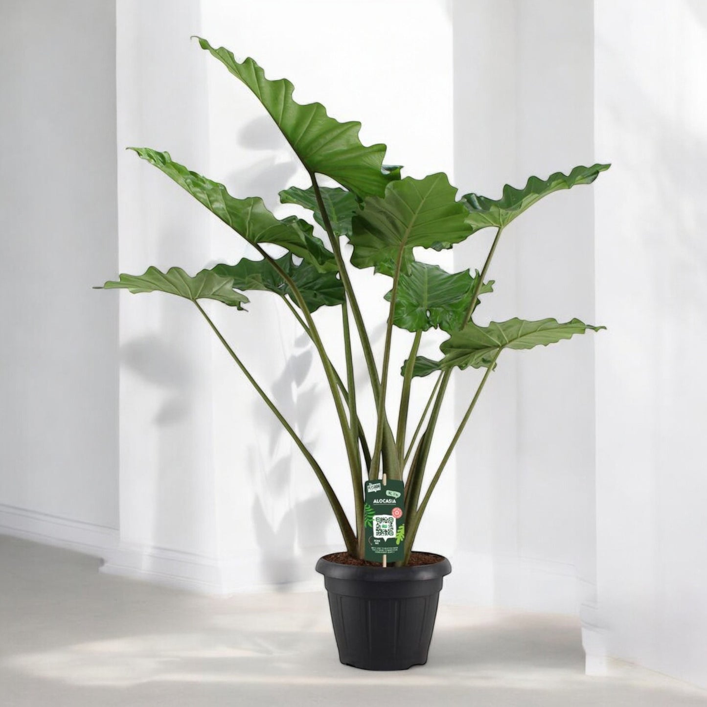 Alocasia Portodora - 140 cm hoch -Topfdurchmesser Ø34cm