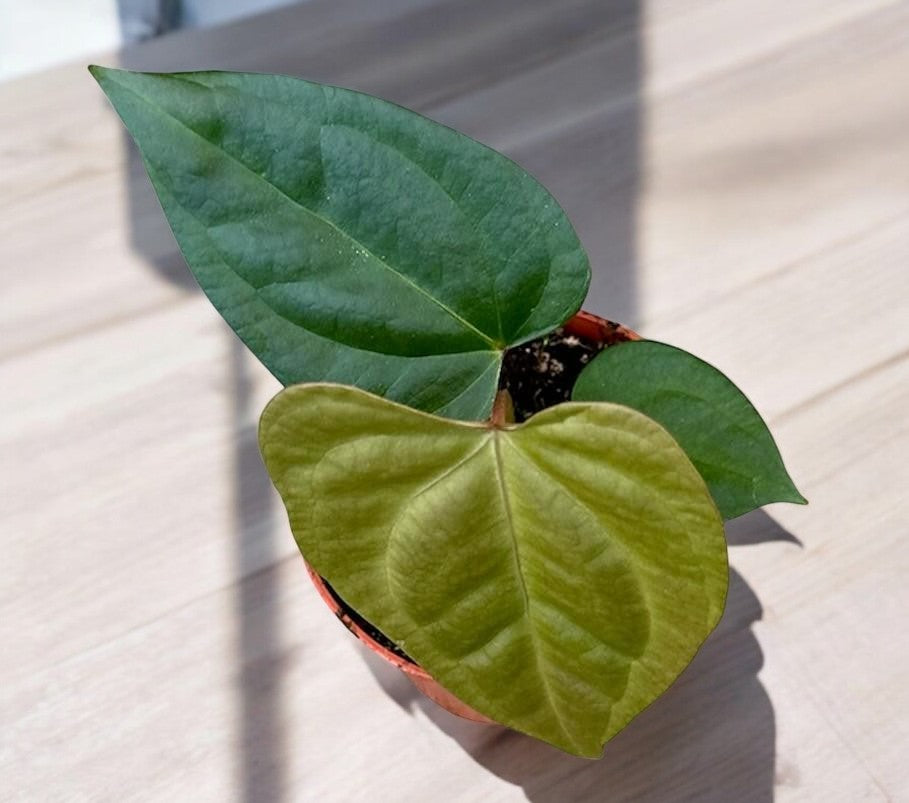 Anthurium Nigrolaminum Gigi X Forgetii - Ø10,5cm - ↕15cm