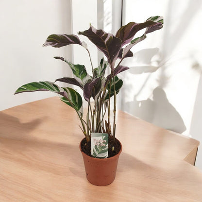 Calathea `White Fusion´ - Topfdurchmesser Ø14cm - ↕40cm