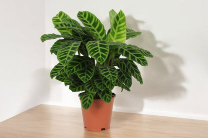 Calathea Zebrina - 80 cm - Topfdurchmesser Ø19cm