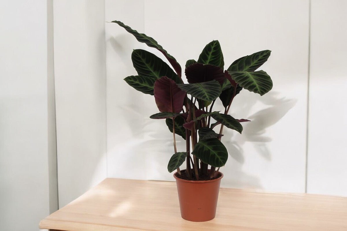 Calathea warscewiczii - 80 cm - Topfdurchmesser Ø19cm