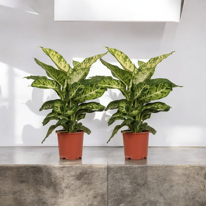 Dieffenbachia seguine ´Mars` im Doppelpack - Topfdurchmesser Ø17cm - ↕50cm