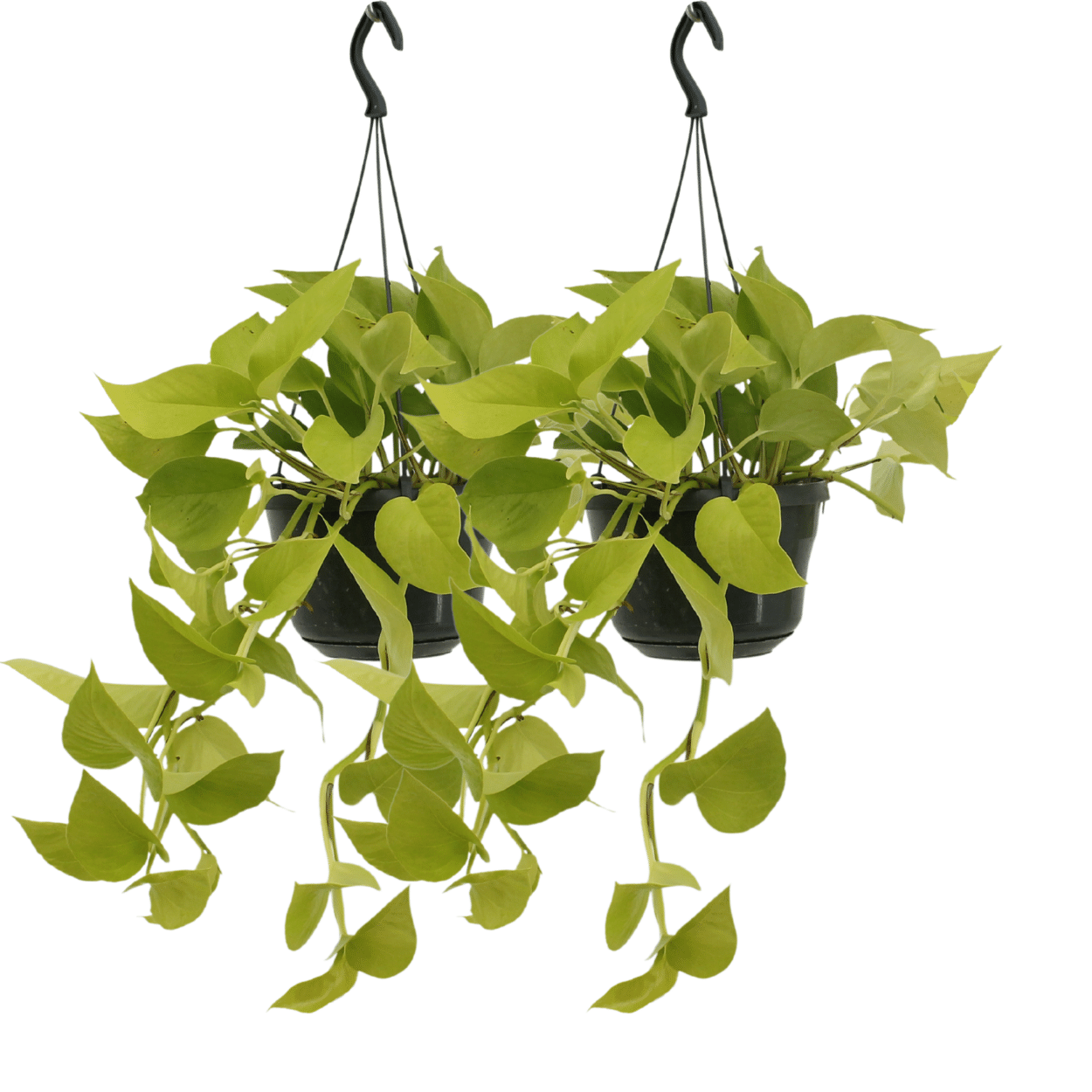 Epipremnum `Golden Pothos´ im Doppelpack - Topfdurchmesser Ø15cm - ↕25cm