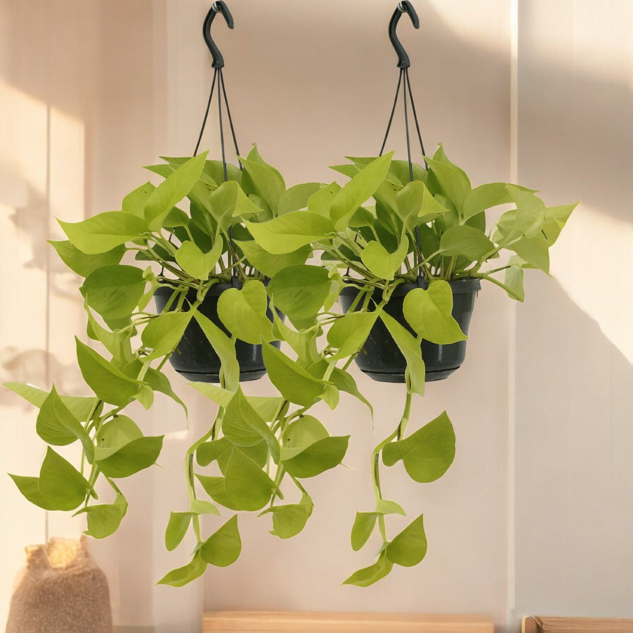 Epipremnum `Golden Pothos´ im Doppelpack - Topfdurchmesser Ø15cm - ↕25cm