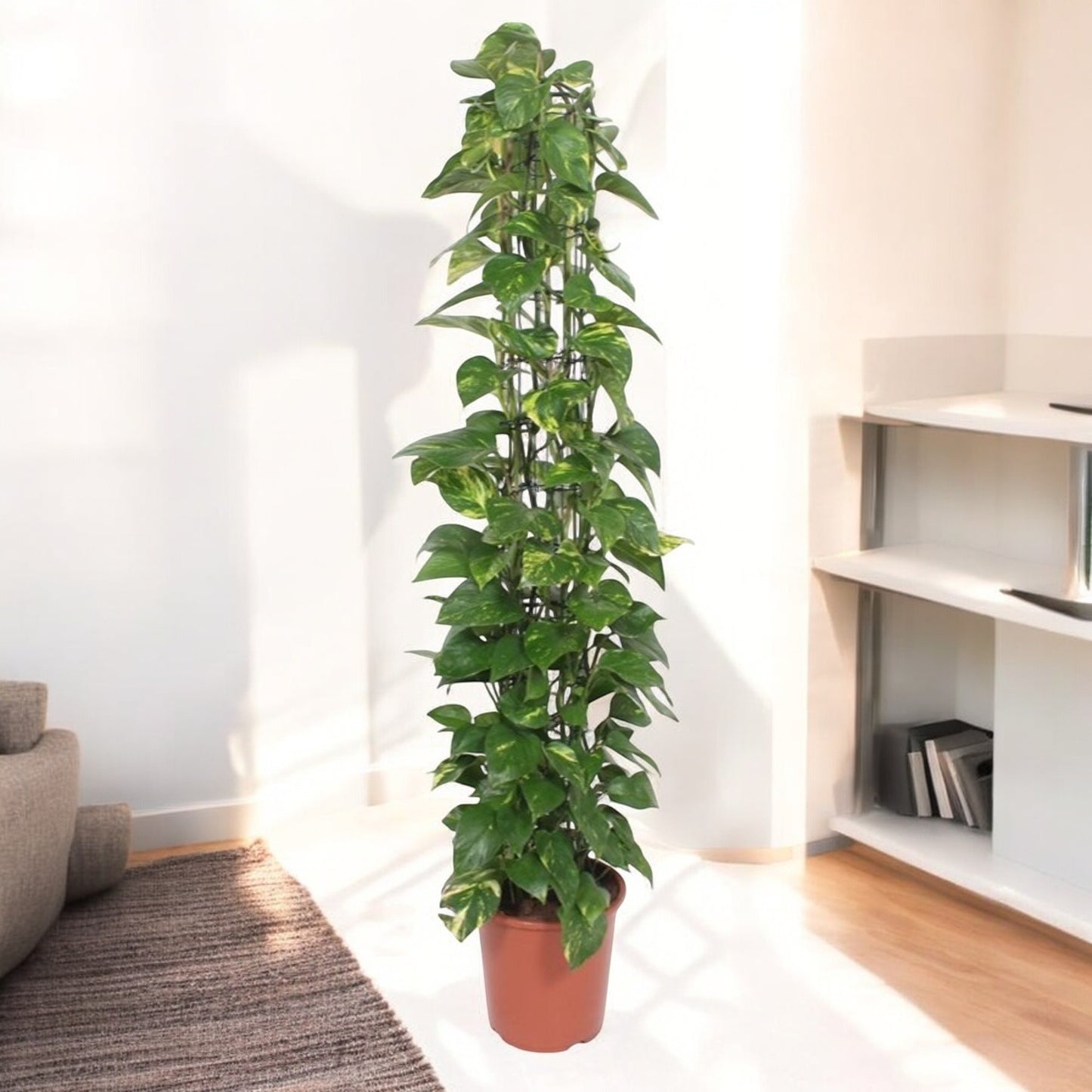 Epipremnum aureum an einer Gittersäule - 160 cm - Topfdurchmesser ø27cm