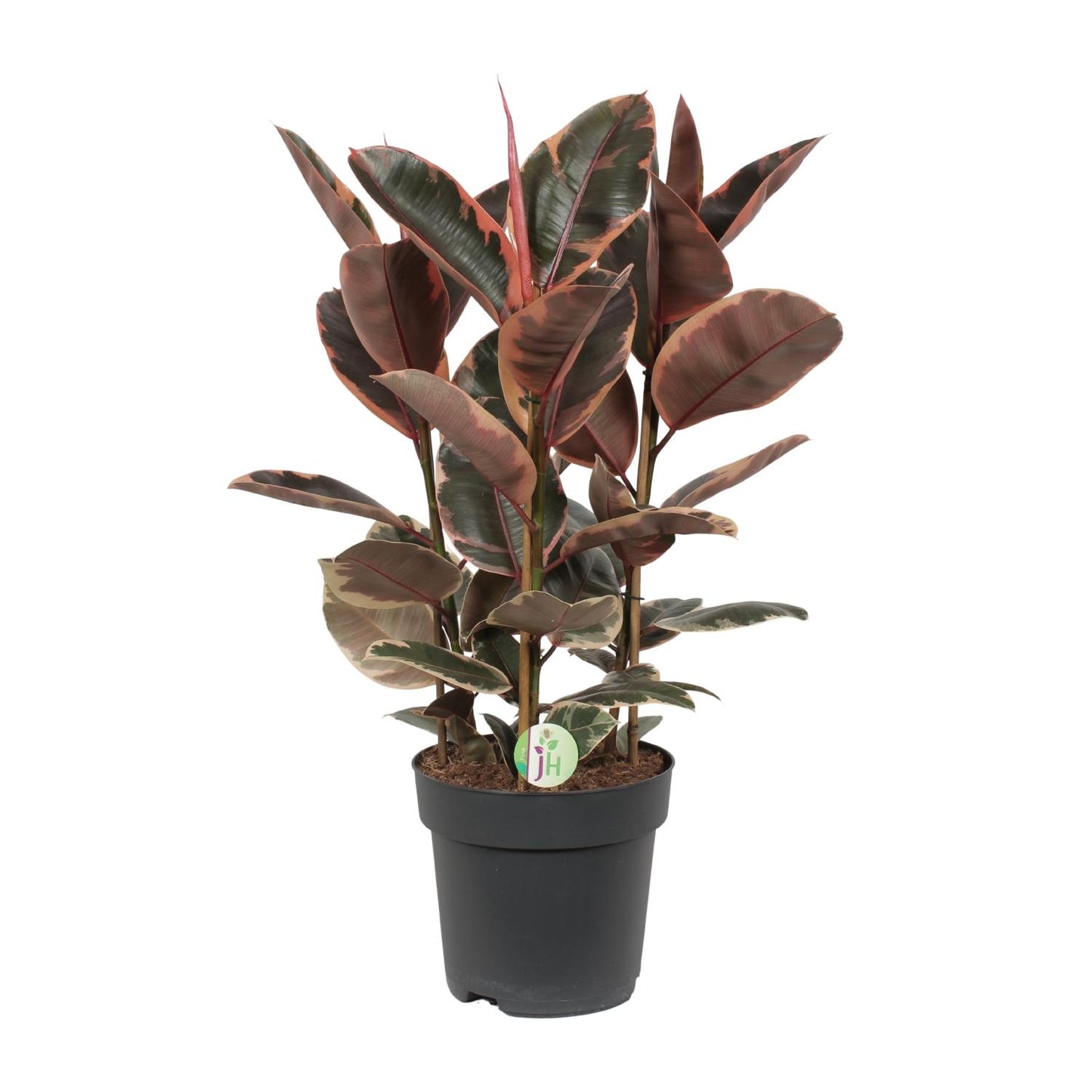 Ficus elastica `Belize´ - Topfdurchmesser Ø27cm - ↕80cm