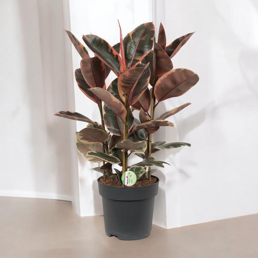 Ficus elastica `Belize´ - Topfdurchmesser Ø27cm - ↕80cm