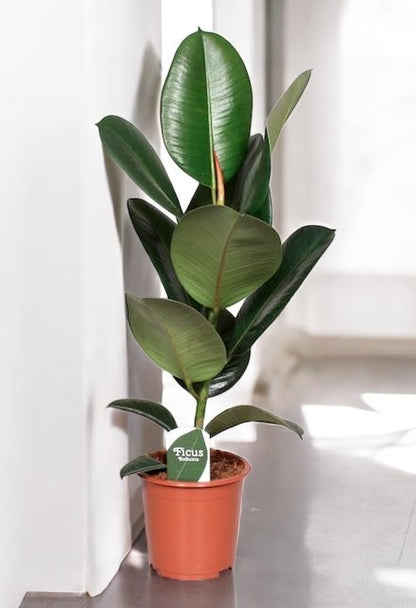 Ficus elastica ´Robusta` - Topfdurchmesser Ø17cm - ↕65cm