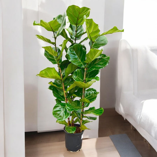 Ficus lyrata Drei Stämme - 160 cm - Topfdurchmesser Ø30