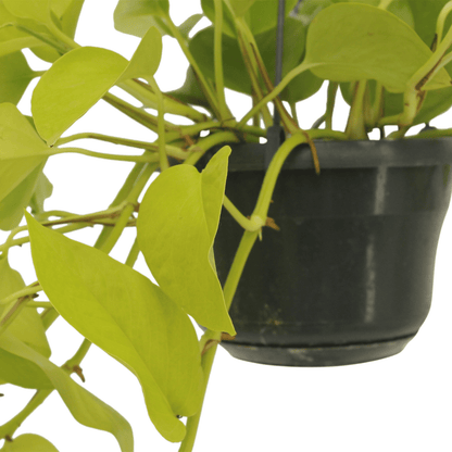 Epipremnum `Golden Pothos´ im Doppelpack - Topfdurchmesser Ø15cm - ↕25cm