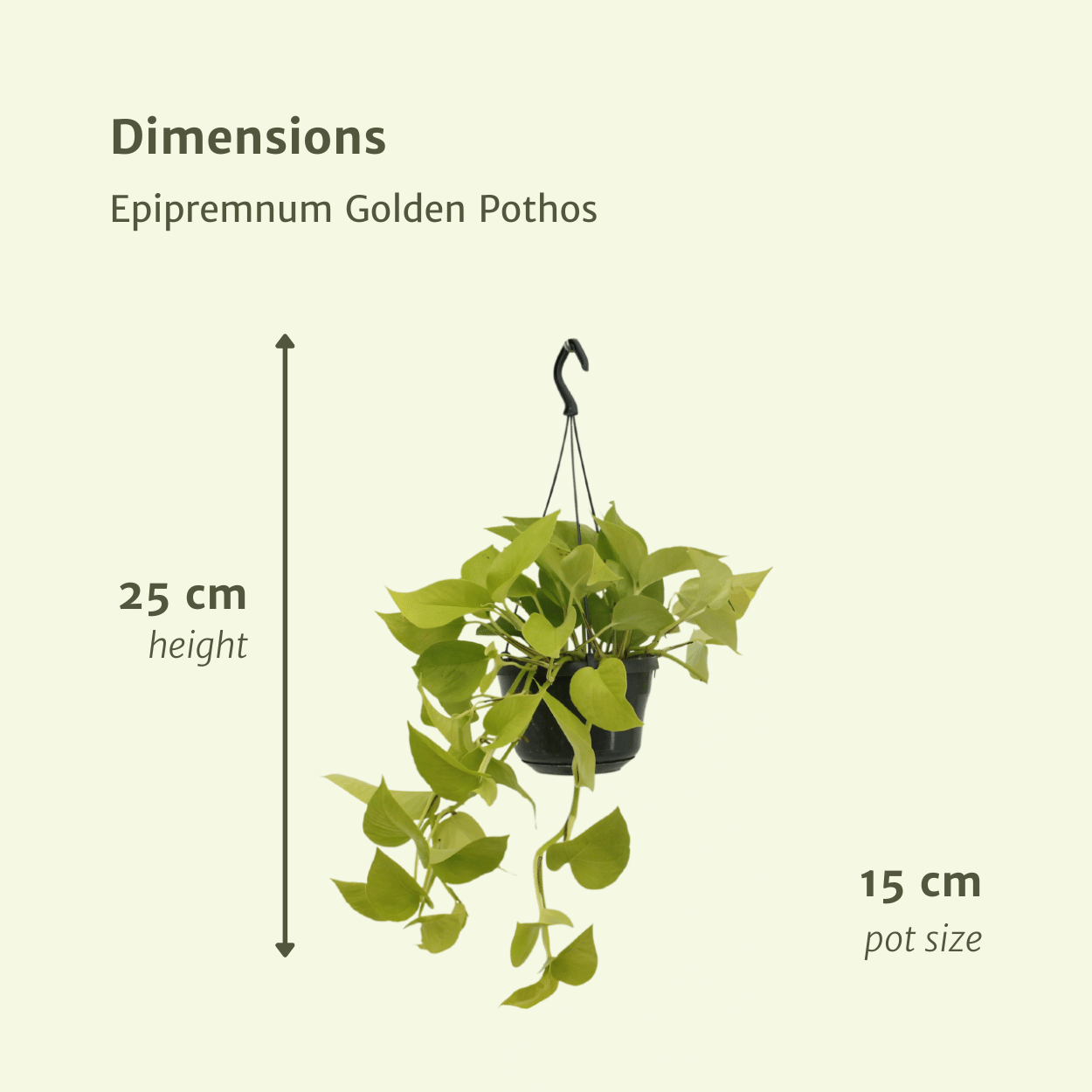 Epipremnum `Golden Pothos´ im Doppelpack - Topfdurchmesser Ø15cm - ↕25cm