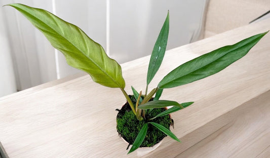 Philodendron `Caramel Pluto´ - Topfdurchmesser Ø10,5cm - ↕25cm