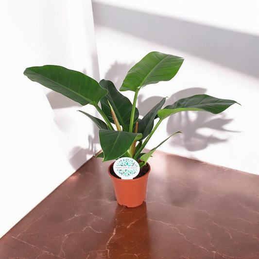 Philodendron `Imperial Green´ - Topfdurchmesser Ø17cm - ↕50cm