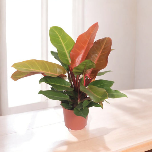 Philodendron `Prince of Orange´ - Topfdurchmesser Ø17cm - ↕45cm