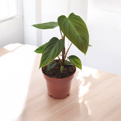 Philodendron nangaritense - Topfdurchmesser Ø12cm - ↕25cm