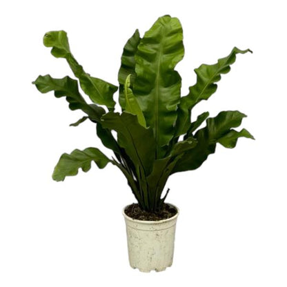 Asplenium nidus - 80 cm - Topfdurchmesser Ø21cm