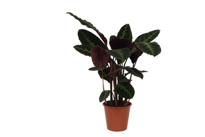 Calathea warscewiczii - 80 cm - Topfdurchmesser Ø19cm