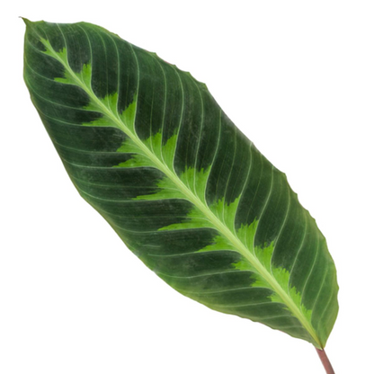 Calathea warscewiczii - 80 cm - Topfdurchmesser Ø19cm