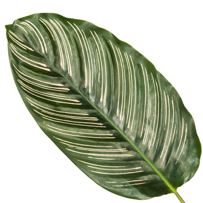 Calathea sanderiana `Ornata´- 80 cm - Topfdurchmesser Ø19cm