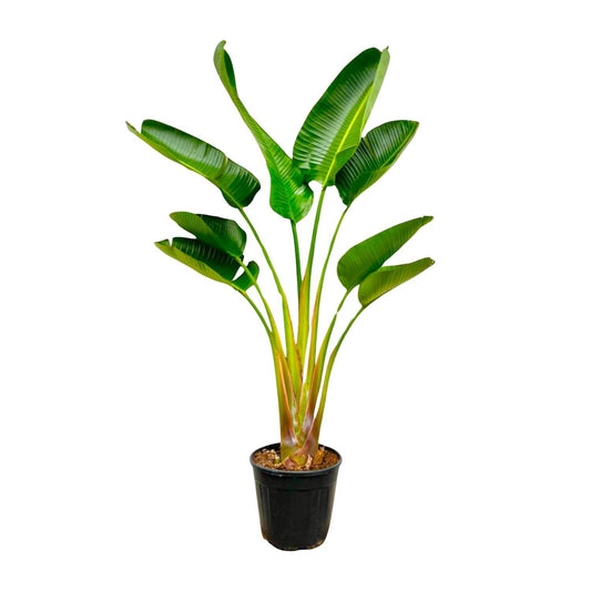 Strelitzia augusta - 160 cm - Topfdurchmesser Ø28 cm