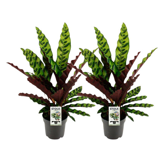 Calathea lancifolia im Doppelpack - Topfdurchmesser Ø14cm - ↕45cm