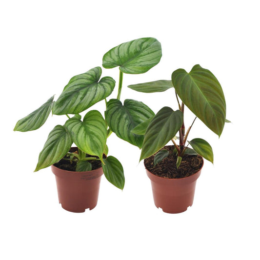 Philodendron nangaritens und Philodendron mamei im Duo - Topfdurchmesser Ø12cm - ↕25cm