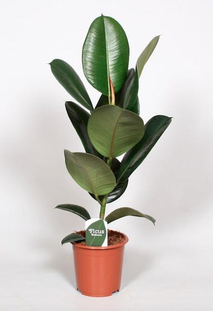 Ficus elastica ´Robusta` - Topfdurchmesser Ø17cm - ↕65cm