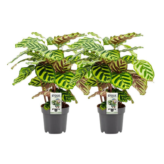 Calathea makoyana im Doppelpack - Topfdurchmesser Ø14cm - ↕45cm