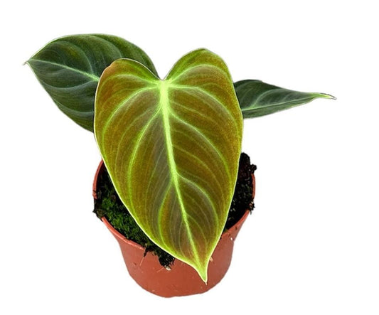 Philodendron El Choco Red - Topfdurchmesser Ø10,5cm - ↕15cm