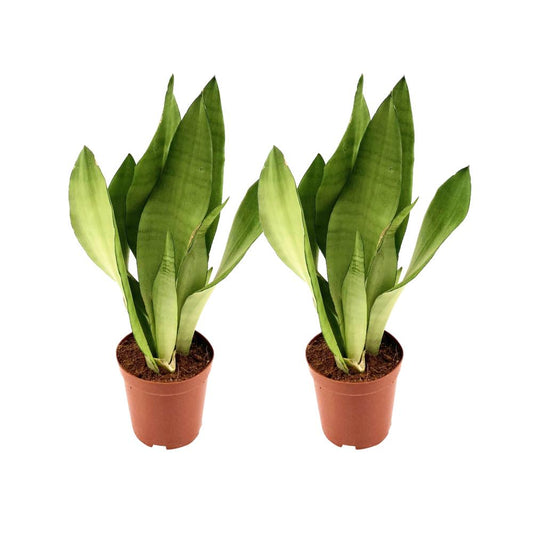 Sansevieria `Moonshine´ im Doppelpack - Topfdurchmesser Ø12cm - ↕35cm