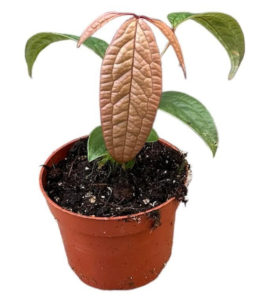 Anthurium arisaemoides - Topfdurchmesser Ø10,5cm - ↕15cm