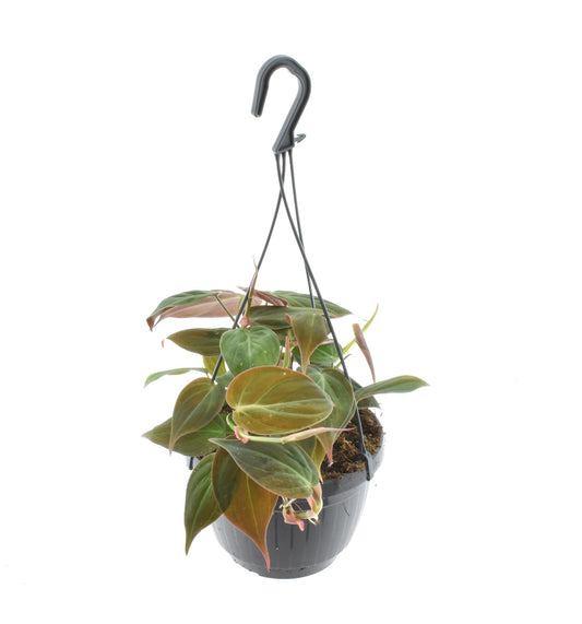 Philodendron scandens 'Micans' in Hängeampel - Topfdurchmesser Ø15cm - ↕40cm