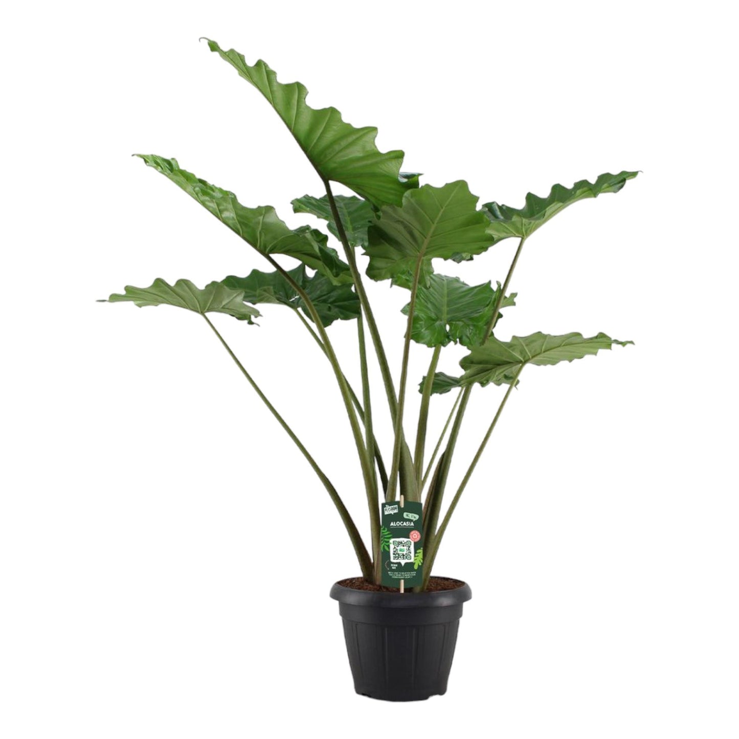 Alocasia Portodora - 140 cm hoch -Topfdurchmesser Ø34cm