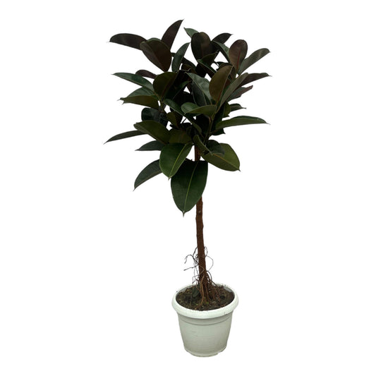 Ficus elastica Robusta Stamm - Gesamthöhe 140 cm - Topfdurchmesser Ø32cm