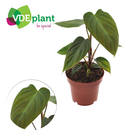 Philodendron nangaritense - Topfdurchmesser Ø12cm - ↕25cm