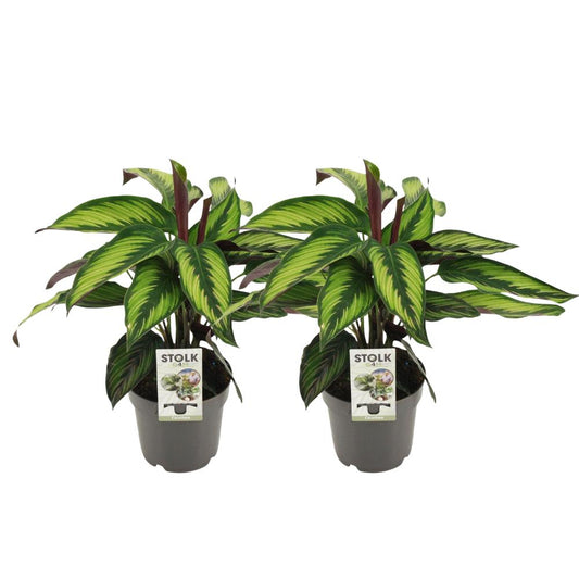 Calathea majestica Princeps im Doppelpack -Topfdurchmesser Ø14cm - ↕45cm