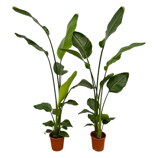 Strelitzia nicolai im Doppelpack - 130 cm hoch - Ø17cm Topfdurchmesser