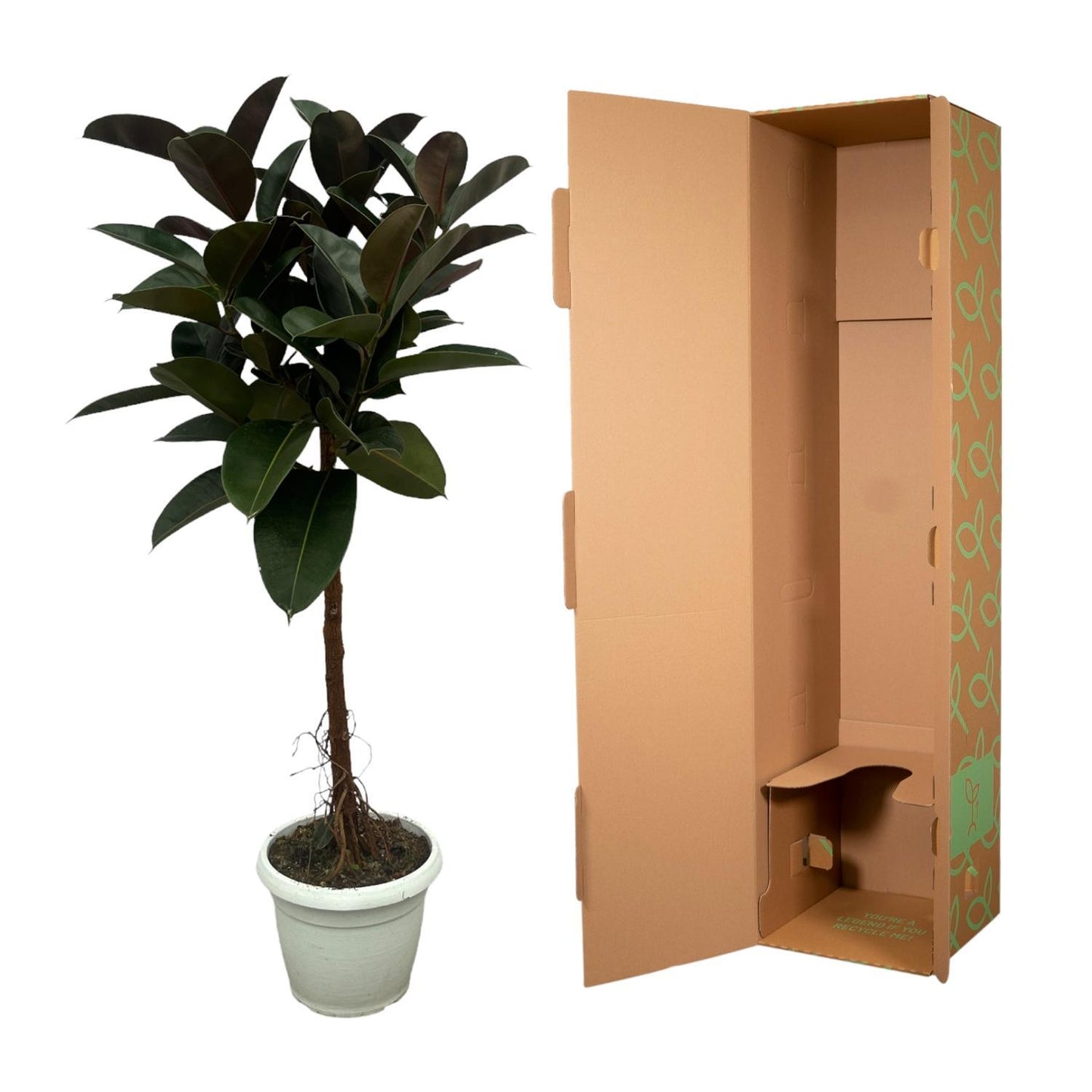 Ficus elastica Robusta Stamm - Gesamthöhe 140 cm - Topfdurchmesser Ø32cm