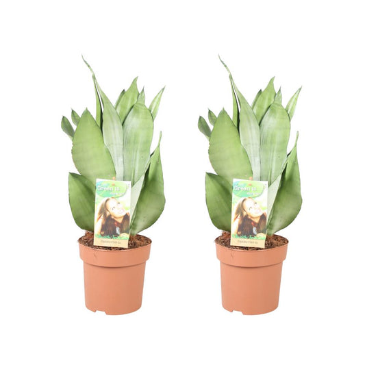 Sansevieria `Moonshine´ im Doppelpack - Topfdurchmesser Ø14cm - ↕40cm