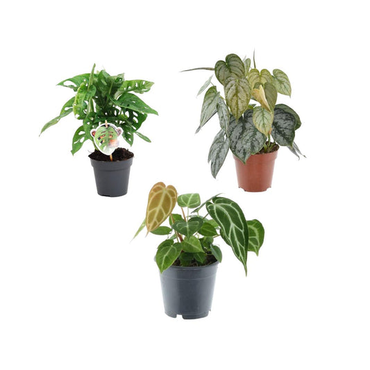 Pflegeleichte Besonderheiten im Dreierpack - Monstera adansonii, Anthurium chrystallinum und Philodendron brandtianum - Topfdurchmesser 12 cm