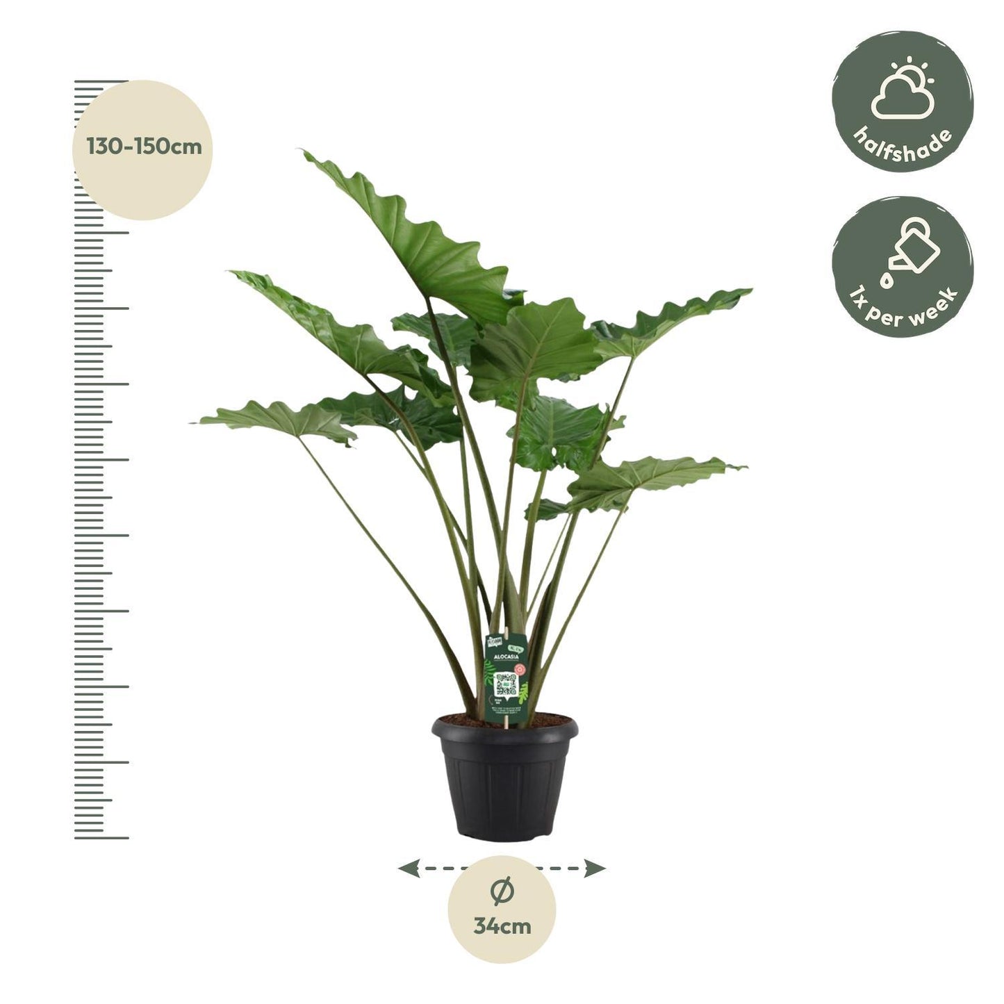 Alocasia Portodora - 140 cm hoch -Topfdurchmesser Ø34cm