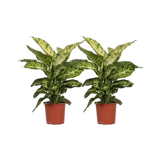 Dieffenbachia seguine ´Mars` im Doppelpack - Topfdurchmesser Ø17cm - ↕50cm